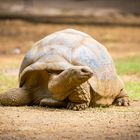 Liebe Riesenschildkröte