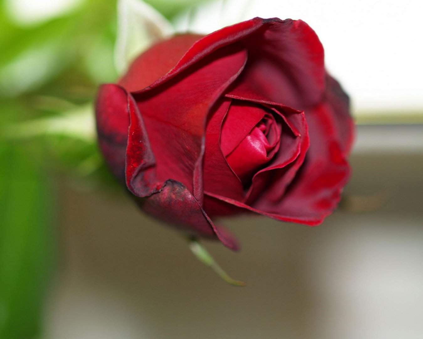 Liebe rote rosen! daher wird diese rose an euch gesendet!