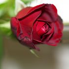 Liebe rote rosen! daher wird diese rose an euch gesendet!
