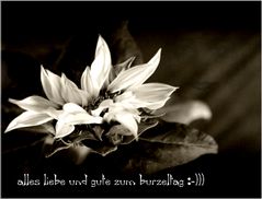 ....liebe silke ....