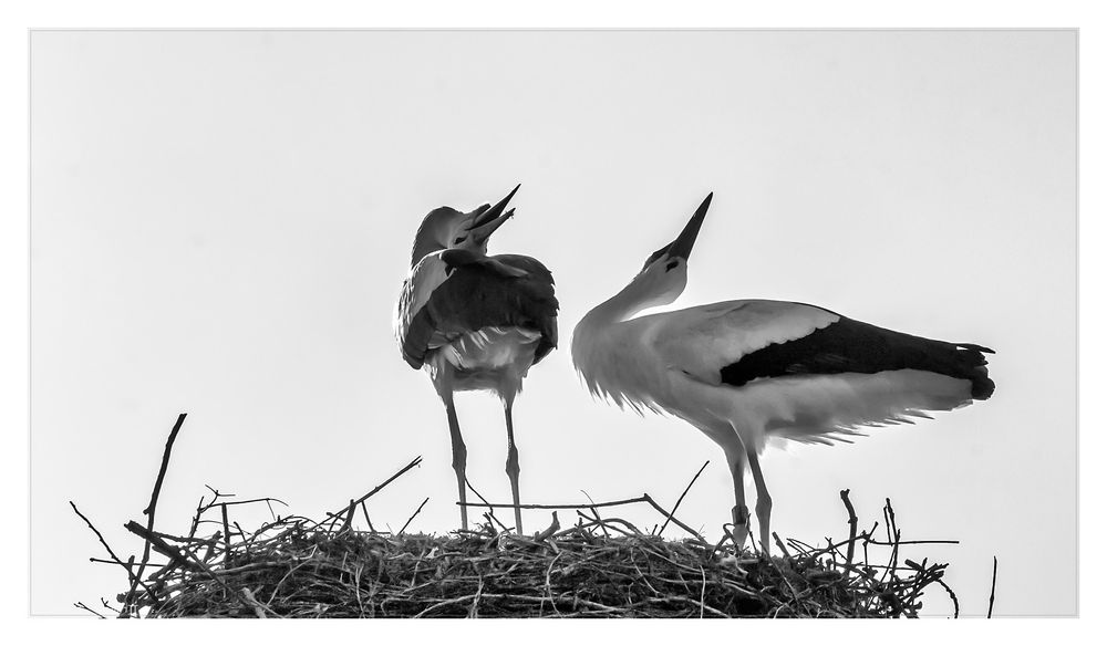 Liebe stellt alles auf den Kopf Foto & Bild natur, vogel, tiere Bilder auf