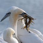 Liebe und Harmonie - Basstölpel auf Helgoland