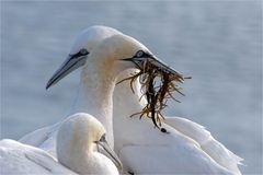 Liebe und Harmonie - Basstölpel auf Helgoland