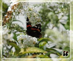 ** Liebe > und < Schmetterling **