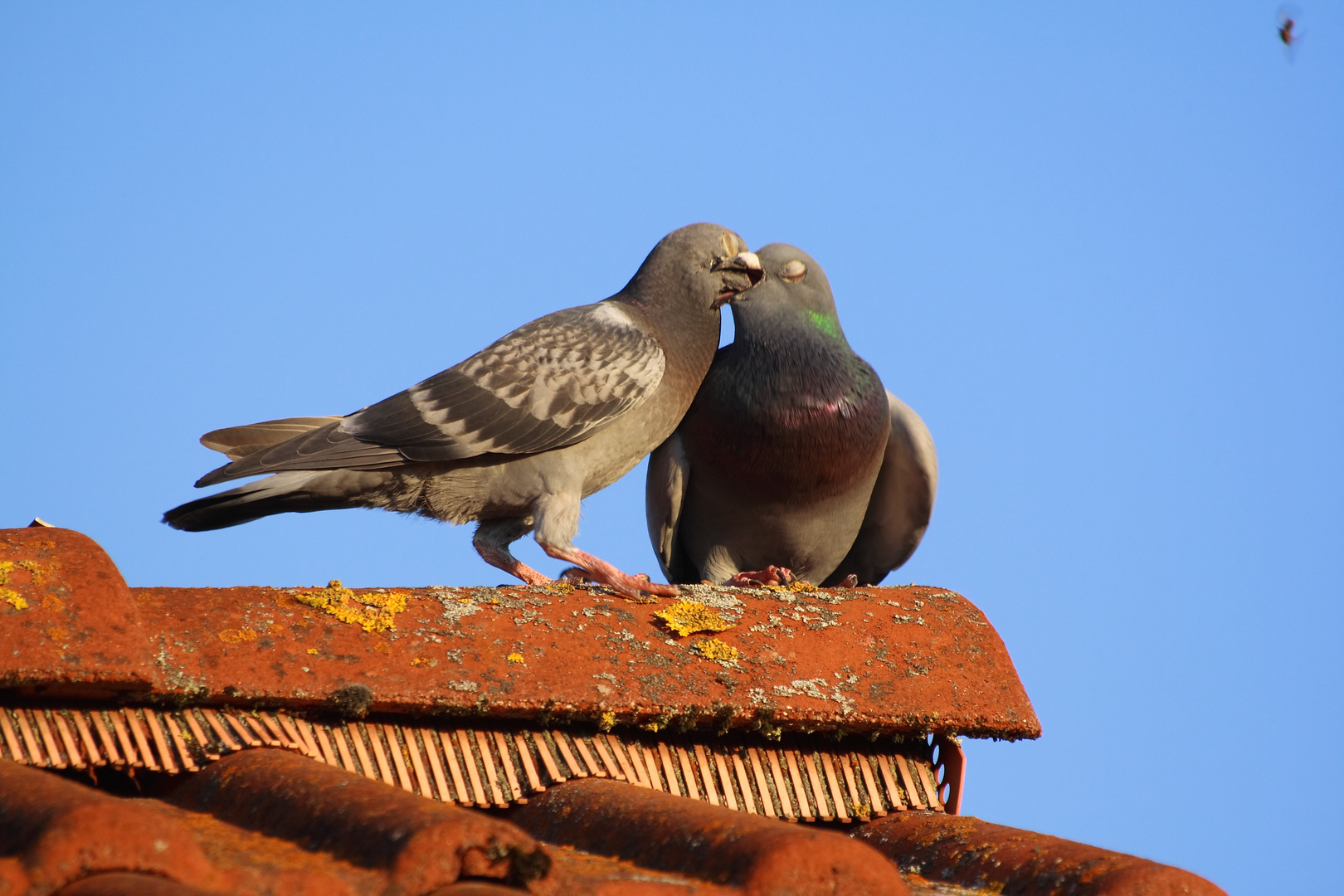 Liebe unter Flugratten