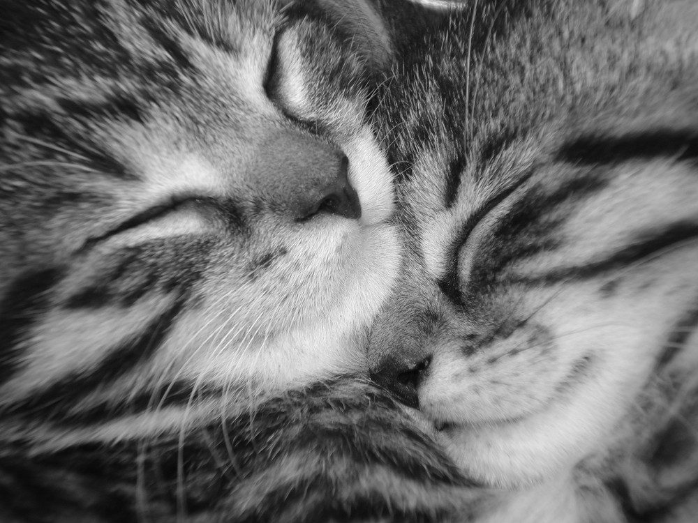 Liebe unter Katzen Foto & Bild tiere, tierfreundschaften, natur
