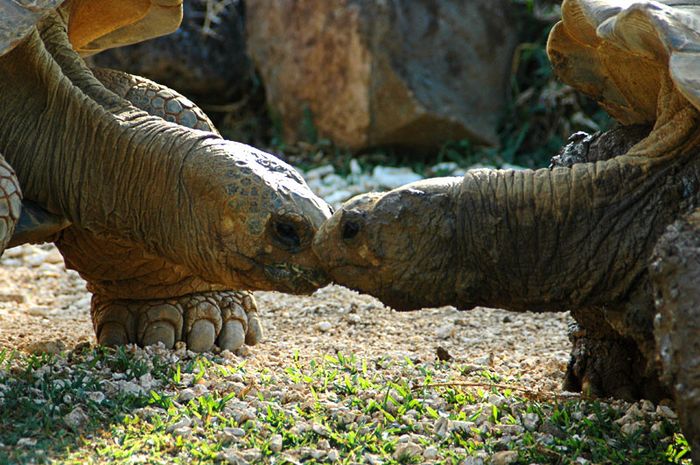 Liebe unter Riesenschildkröten