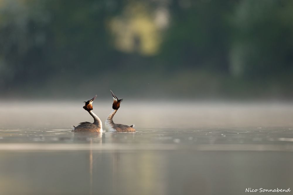 Liebe unter Tieren Foto & Bild tiere, wildlife, wild lebende vögel