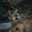 Liebe unter Wölfen