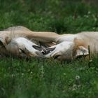 Liebe unter Wölfen bis es was zu fressen gibt, Wildpark Tripsdrill