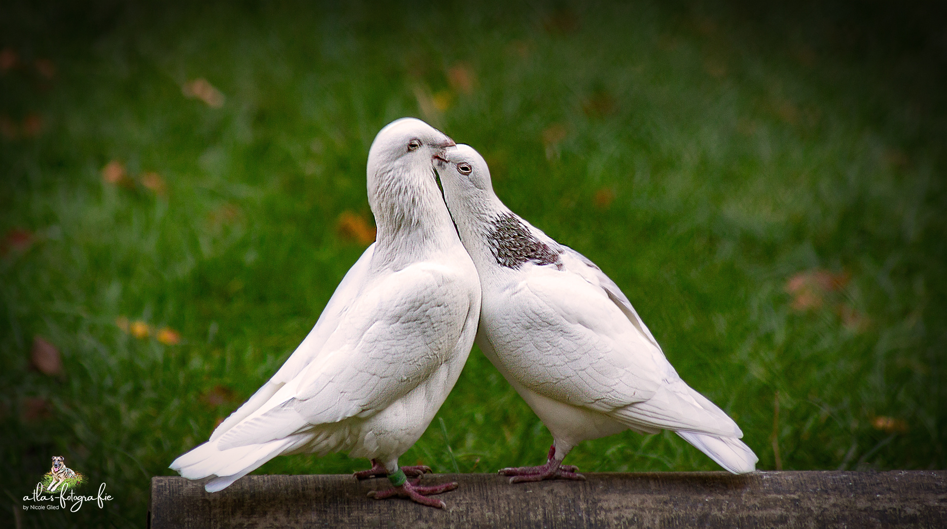 Liebe währet ewig