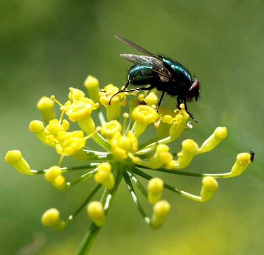 Liebe zum Fenchel