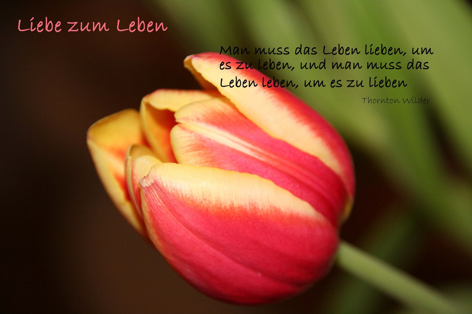 Liebe zum Leben