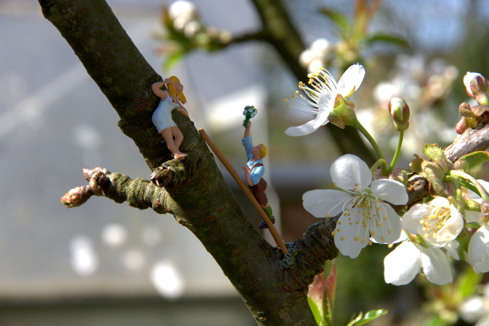 Liebe zur Kirschblüte