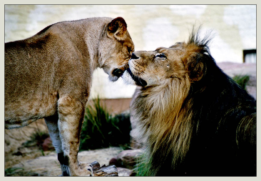 Liebe zwischen zwei Löwen von Bjoern Koberski