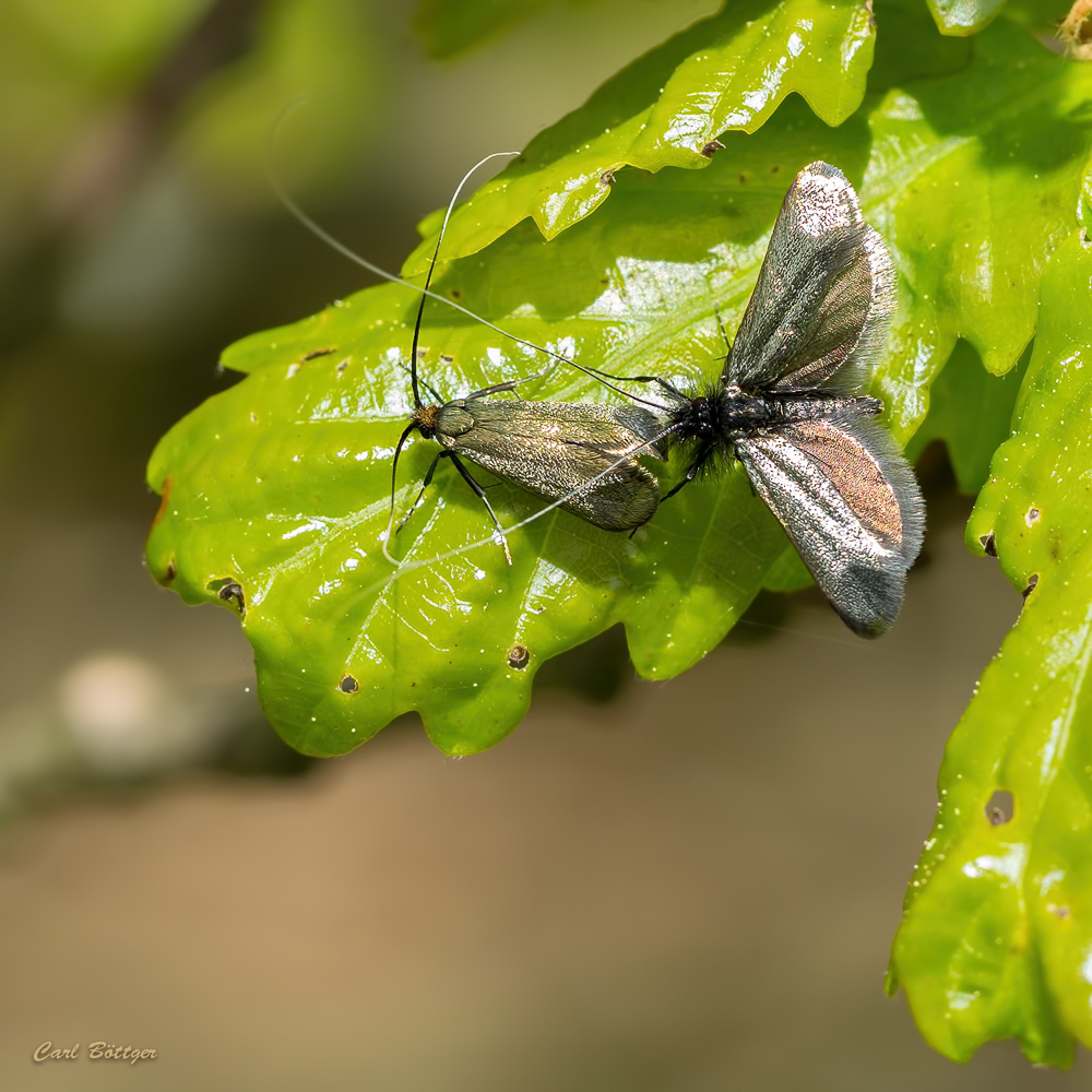 Liebelei? Adela reaumurella