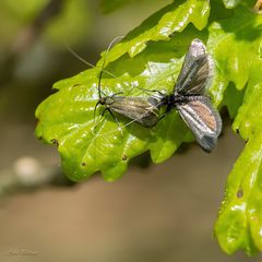 Liebelei? Adela reaumurella