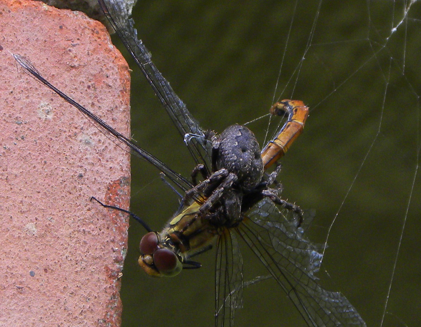 Liebelle gefangen im Spinnennetz