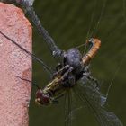 Liebelle gefangen im Spinnennetz