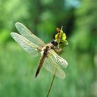 Liebelle im Sonnenschein