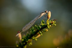 Liebelle+Abendbrot