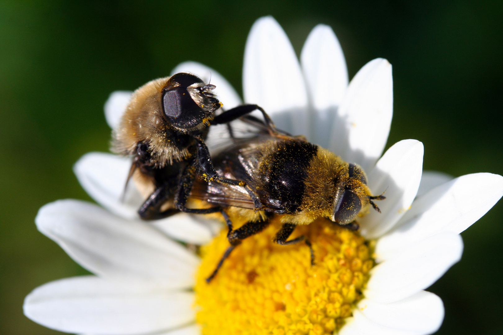 Liebemachende Bienchen