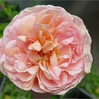 Lieben Grüßen ,David Austin Rose