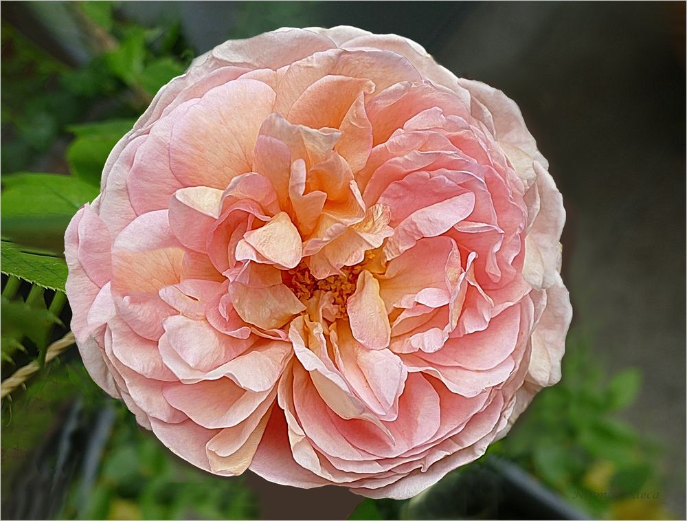 Lieben Grüßen ,David Austin Rose