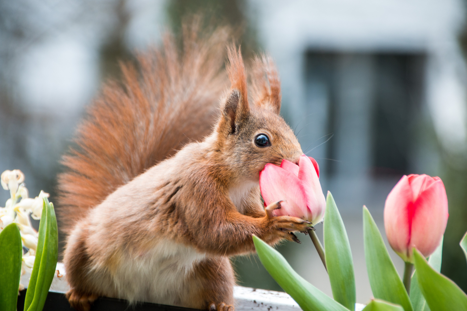 Lieben wir nicht alle Blumen