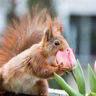 Lieben wir nicht alle Blumen