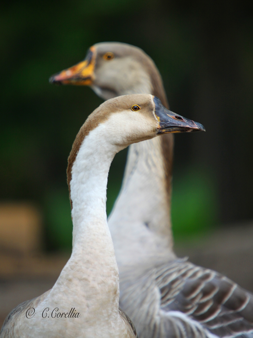 Liebende Gänse