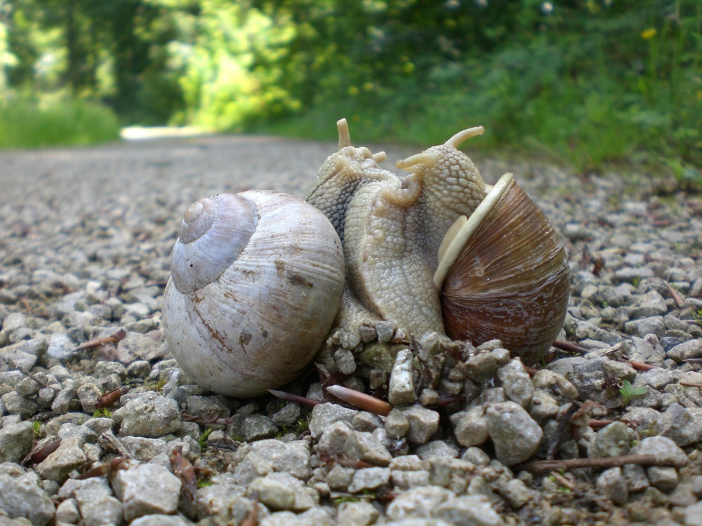 Liebende Schnecken