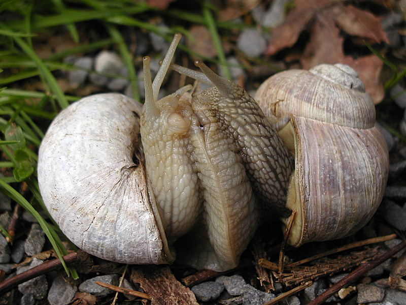 liebende weinbergschnecken