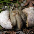 liebende weinbergschnecken