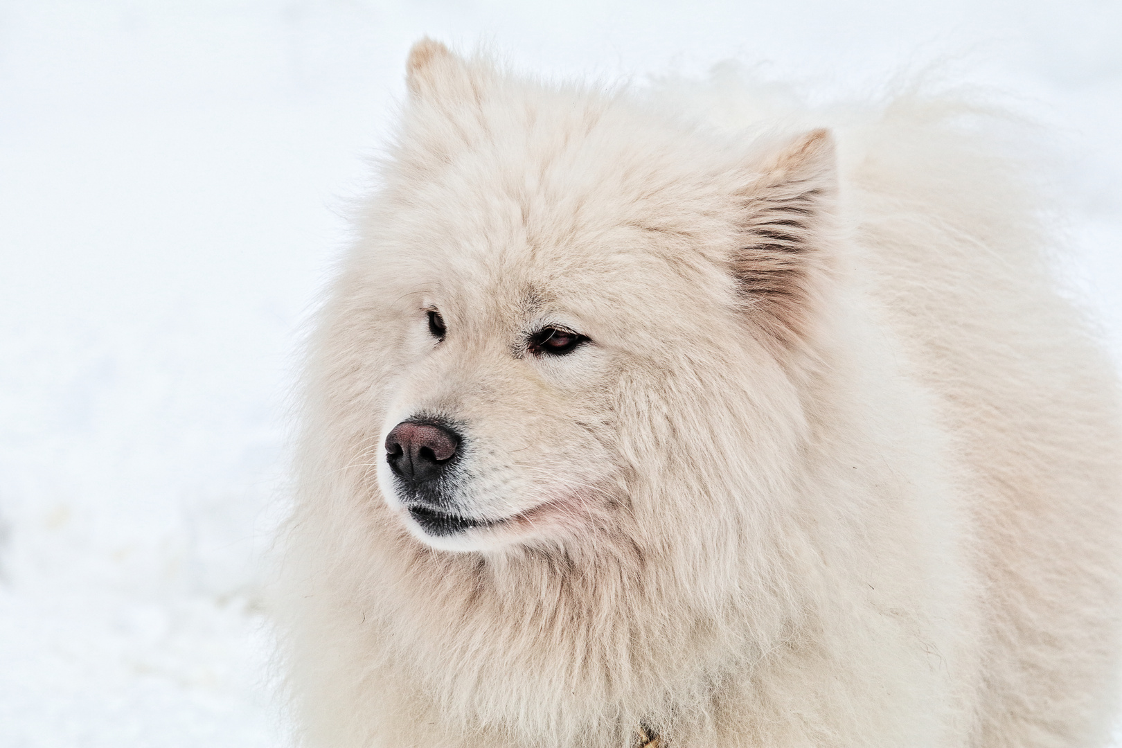 Liebenscheid Portrait Samojede 1