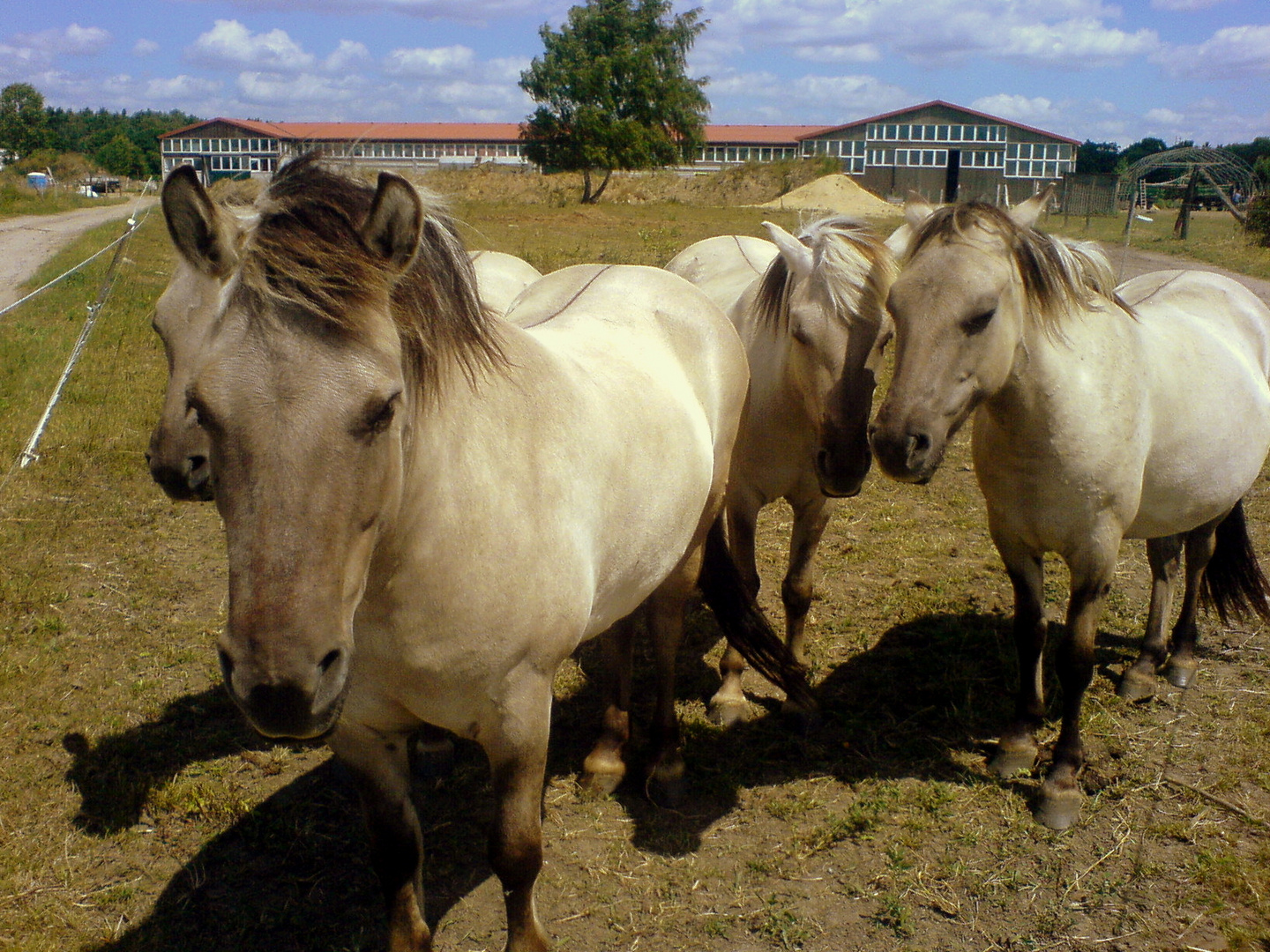 Liebenthaler Wildpferde Foto & Bild experimente, schatten, spezial