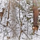 Liebepaar im Winterwald!