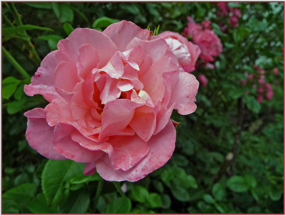 Lieber Alfred , eine Rose für dich---