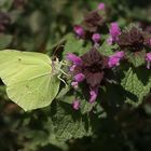 Lieber an Wildkräuter gehen die Zitronenfalter!