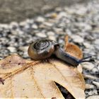 Lieber auf dem Blatt ...