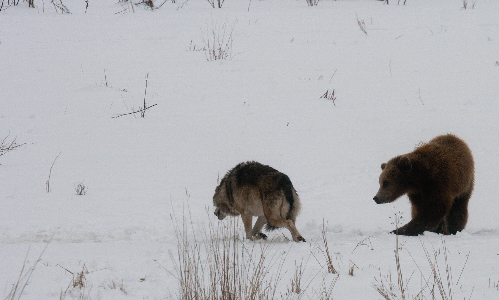 Lieber Bär als Wolf