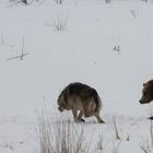 Lieber Bär als Wolf