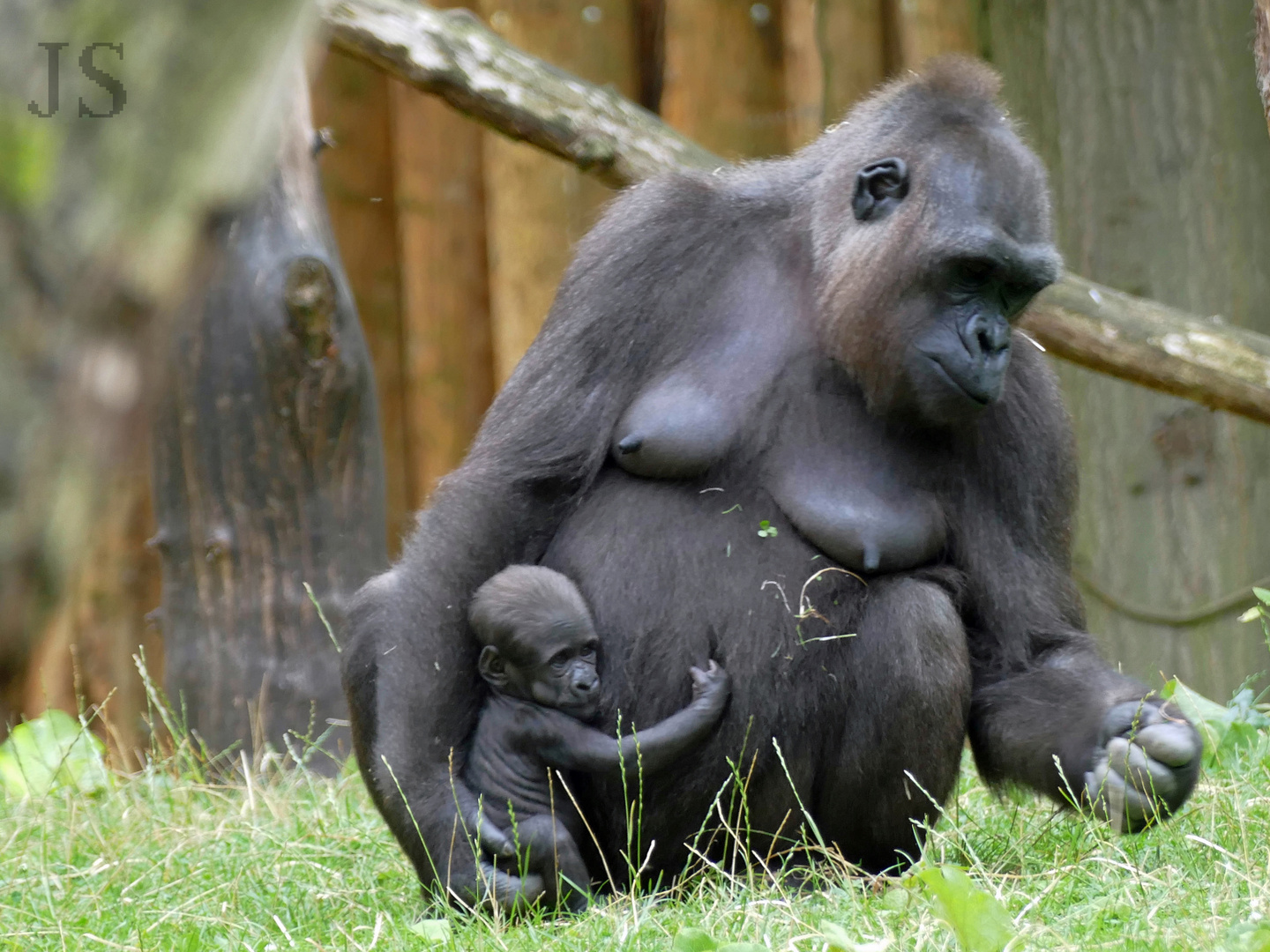 lieber bei Mamma bleiben