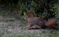 Lieber Besuch