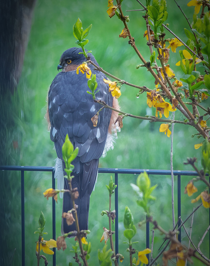 Lieber Besuch am Gartenzaun