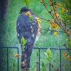 Lieber Besuch am Gartenzaun