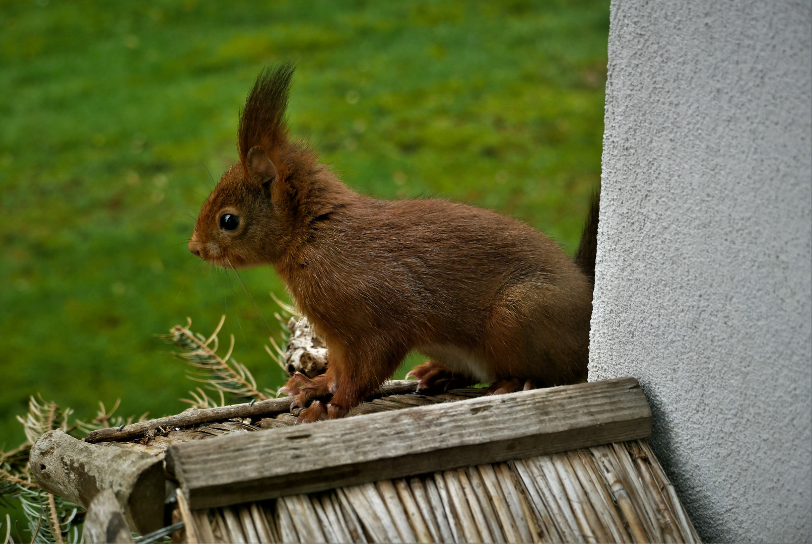 Lieber Besuch - Eichhörnchen im März 2021 auf der Fensterbank (2)