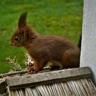 Lieber Besuch - Eichhörnchen im März 2021 auf der Fensterbank (2)