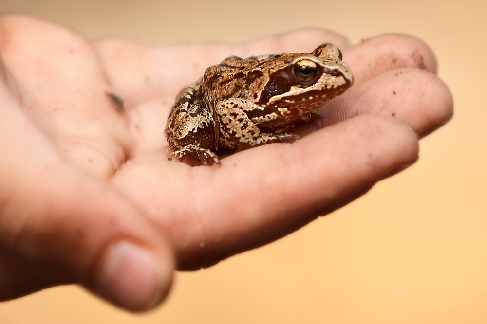 Lieber den Frosch in der Hand als...