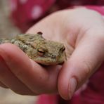 lieber den Frosch in der Hand als die Taube auf dem Dach !!!